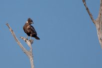 Brown Snake Eagle (Circaete brun) Chobe River