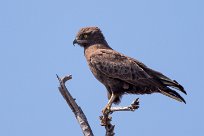 Brown Snake Eagle (Circaete brun) Chobe River