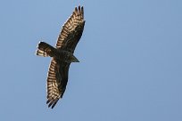 Brown sanke eagle (Circaete brun) Waterberg