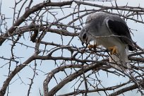 Black-winged Kite (Élanion blanc) Etosha