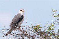 Black-winged Kite (Élanion blanc) Etosha