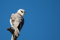 Black-winged Kite (Élanion blanc) Black-winged Kite (Élanion blanc)