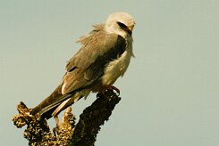 elanion_blanc_07-2 null