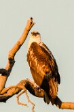 African Fish Eagle (Aigle pêcheur Africain)_7D2_1976 null