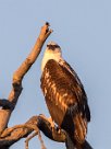 African Fish Eagle (Aigle pêcheur Africain) Kwaï