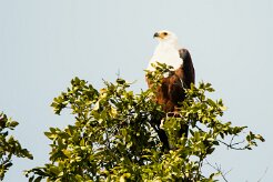 African Fish Eagle (Pycargue vocifère)_7D2_0492 null
