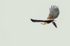 African Fish Eagle (Pycargue vocifère)_7D2_0588 null