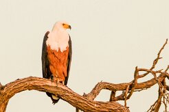 African Fish Eagle (Pycargue vocifère)_7D2_0694 null