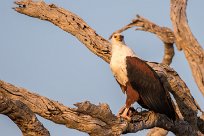 African Fish Eagle (Pycargue vocifère) Chobe River