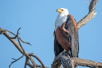 African Fish Eagle (Pycargue vocifère) Chobe River