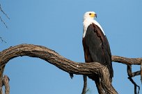 African Fish Eagle (Pycargue vocifère) Chobe River