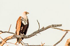 African Fish Eagle (Pygargue vocifère)_x737A3765-2 null