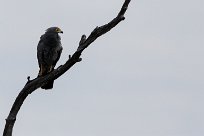 African Harrier Hawk (Serpentaire gymnogène) Chobe National Park