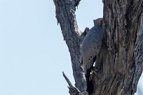 African Harrier Hawk (Serpentaire gymnogène) Kwaï