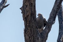 African Harrier Hawk (Serpentaire gymnogène) Kwaï