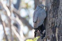 African Harrier-Hawk ( Serpentaire gymnogène) Kwaï