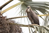 White backed vulture (Vautour africain) White backed vulture (Vautour africain)