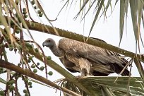 White backed vulture (Vautour africain) White backed vulture (Vautour africain)