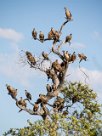 White backed vulture (Vautour Africain) Savuti_Marsh