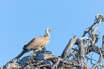 White backed vulture (Vautour Africain) Makgadikgadi