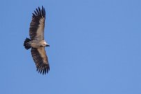 White backed vulture (Vautour Africain) Chobe River