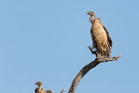 White backed vulture (Vautour Africain) Savuti_Marsh