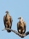 White backed vulture (Vautour Africain) Savuti_Marsh