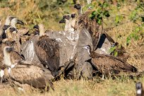 White backed vulture (Vautour Africain) Kwaï