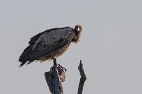 White-backed Vulture (Vautour Africain) Chobe River