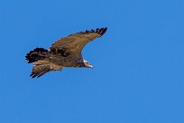 White-backed Vulture (Vautour Africain) Kwaï