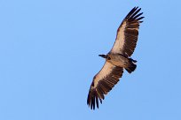 White-backed Vulture (Vautour africain) Namibie - Parc d'Etosha