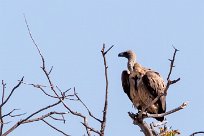 White-backed Vulture (Vautour africain) White-backed Vulture (Vautour africain)