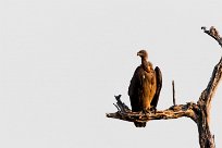 White-backed Vulture (Vautour africain) White-backed Vulture (Vautour africain)