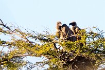 White-backed vulture (Vautour africain) Otjiwarongo - Namibie