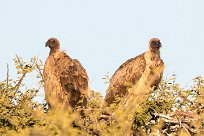 White-backed vulture (Vautour africain) Otjiwarongo - Namibie