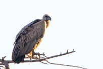 White-backed vulture (Vautour africain) Otjiwarongo - Namibie