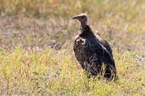 Hooded vulture (Vautour charognard) Chobe River