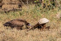 Hooded vulture (Vautour charognard) Kwaï