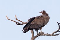 Hooded vulture (Vautour charognard) Kwaï