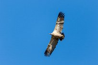 Cape vulture (Vautour chassefiente) Kwaï