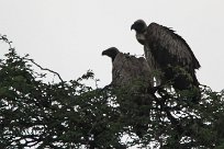 Cape vulture (Vautour chassefiente) To/Vers Waterberg