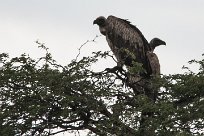 Cape vulture (Vautour chassefiente) To/Vers Waterberg