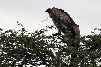 Cape vulture (Vautour chassefiente) To/Vers Waterberg