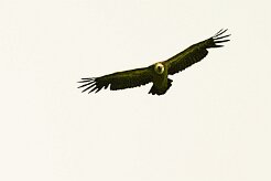 vautour_fauve_02-2 null