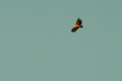 vautour_fauve_05-2 null