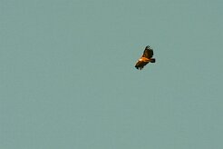 vautour_fauve_06-2 null