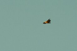 vautour_fauve_07-2 null