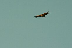 vautour_fauve_08-2 null