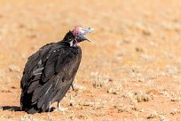 Lappet-faced Vulture (Vautour oricou) Sossusvlei et Sesriem