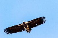 Lappet-faced Vulture (Vautour oricou) Du côté d'Omaruru